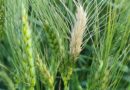 Wheat blast spread globally under climate change modeled for the first time