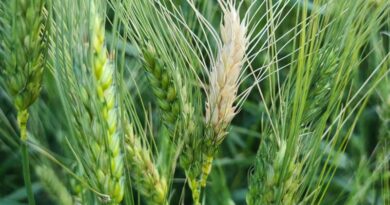 Wheat blast spread globally under climate change modeled for the first time
