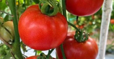 Ayaan Tomato: A Versatile and High-Yielding Variety by Syngenta
