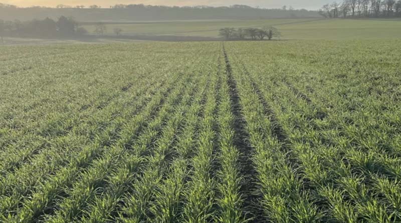 Seed treatments are vital to help get your crop off to the best start