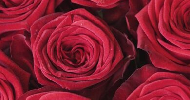 Climate change threatening Valentine’s Day roses
