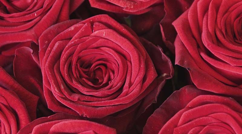 Climate change threatening Valentine’s Day roses