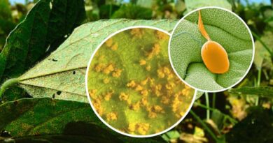 Significant Stride against Soybean Disease