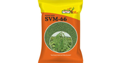 SVM-66 Moong Variety from Shakti Vardhak Hybrid Seeds