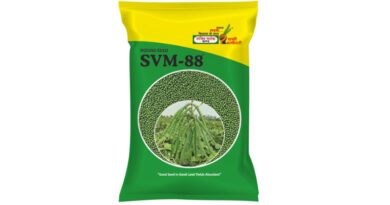 SVM-88 Moong Variety from Shakti Vardhak Hybrid Seeds