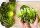 Salanova® lettuce is unique in the marketplace