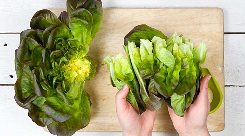Salanova® lettuce is unique in the marketplace