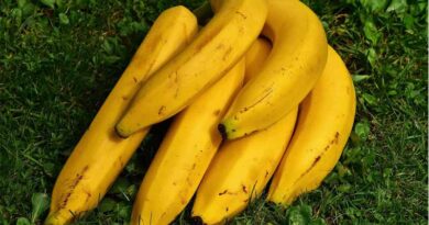 Banana exports from India to touch US$ 1 Billion: APEDA