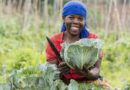 Reflections on COP 28: Conference brought food and farmers to the forefront of climate change negotiations