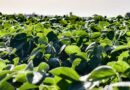 U.S. Soybean Export Council Launches Soy Excellence Center in India
