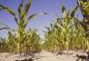 Crop - Pest Index: 51 Major pests of Maize