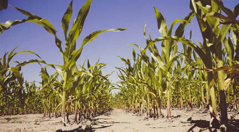 Crop - Pest Index: 51 Major pests of Maize