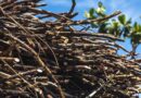 Crop - Pest Index: 39 Major pests of Sugarcane