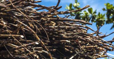 Crop - Pest Index: 39 Major pests of Sugarcane