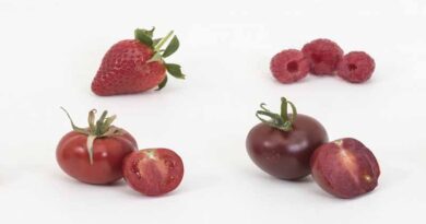 US gardeners rush to snap up purple tomatoes pioneered in Norfolk