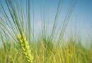 Prioritise crops of hybrid barley for nitrogen applications