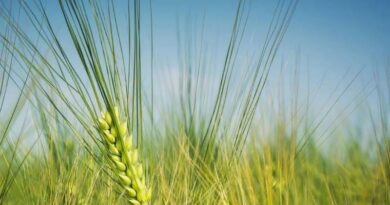 Prioritise crops of hybrid barley for nitrogen applications