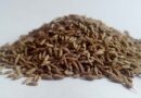 Falling Cumin Prices Worrying Rajasthan Farmers