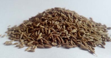 Falling Cumin Prices Worrying Rajasthan Farmers