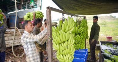 Bananas from Madhya Pradesh find passage to Iraq, Iran, Dubai, Bahrain, Turkey
