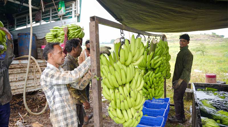 Bananas from Madhya Pradesh find passage to Iraq, Iran, Dubai, Bahrain, Turkey