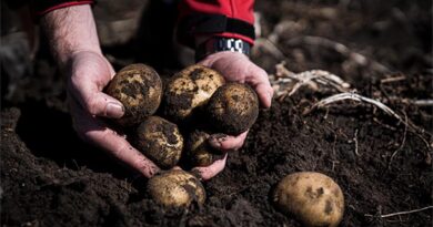 Chipping in to serve up the latest in potato production