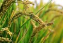 Chinese scientists discover key new genes for salt tolerance in rice