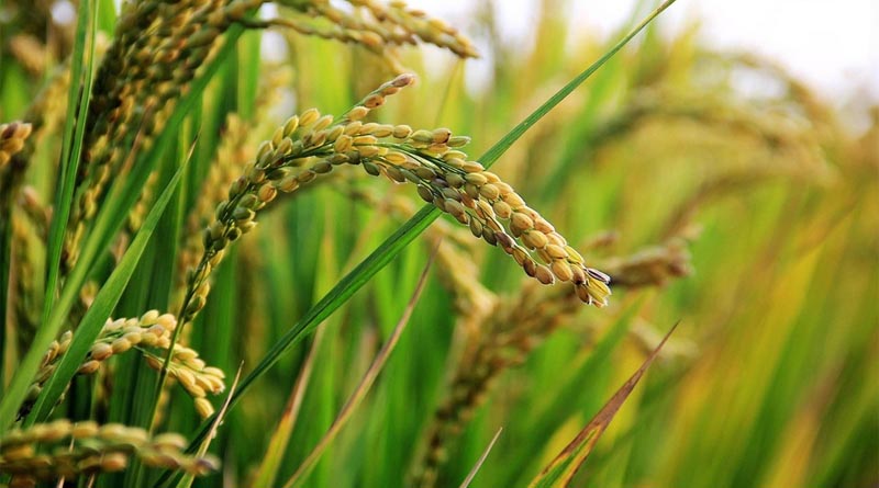 Chinese scientists discover key new genes for salt tolerance in rice