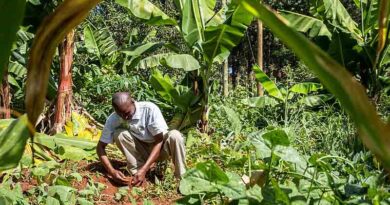 New policy dossier on agroecology in the tropics