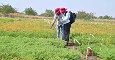 ICRISAT Hosts Successful Scientists’ Field Day