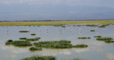 Wetlands crucial for the achievement of sustainable development goals