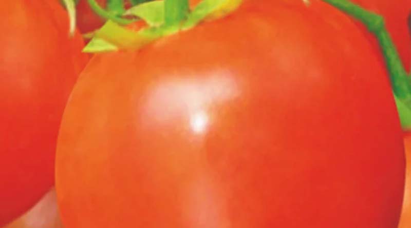 Anup Tomato: A Reliable Choice for Tomato Cultivation