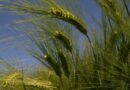 Take a programmed approach to Hybrid Barley growth regulation