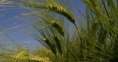 Take a programmed approach to Hybrid Barley growth regulation