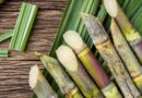 Sugarcane Red Rot Disease Management Through The Physical And Biological Practices