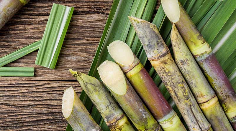 Sugarcane Red Rot Disease Management Through The Physical And Biological Practices