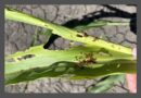 Queensland growers battling Fall Army Worm infestations