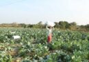 Biologicals in Indian Agriculture: Navigating Regulatory Landscape