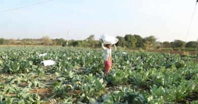 Biologicals in Indian Agriculture: Navigating Regulatory Landscape