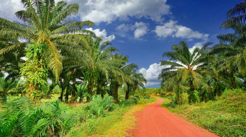 India Targets 11.20 Lakh Tonnes of Crude Palm Oil Production by 2025-26