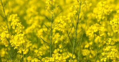 Central Seed Committee Approves Four New Indian Mustard Varieties