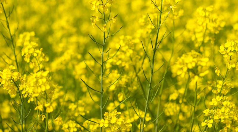 Central Seed Committee Approves Four New Indian Mustard Varieties