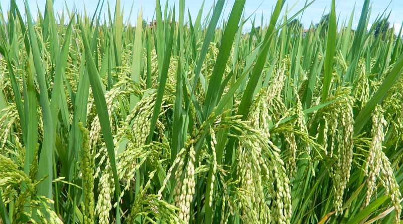 Protecting Basmati Rice: Punjab Bans 10 Insecticides with High Residue Levels