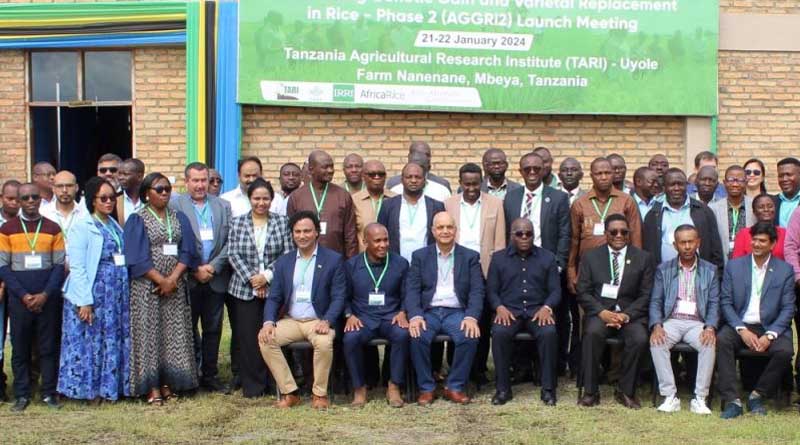IRRI and AfricaRice collaborate on developing and delivering improved and localized rice varieties to smallholder farmers in Africa