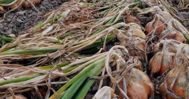 Know your onions: it is all about uniformity and quality, say the onion ringers!
