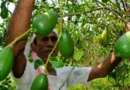 Economic Impact: Kaji Nemu Witnesses Price Increase as Assam Declares it State Fruit