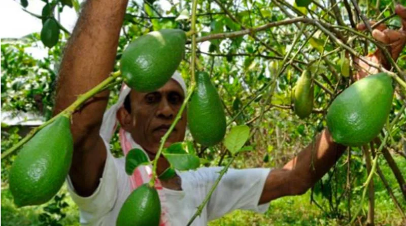How to Cultivate Assam Lemon (Kaji Nemu)