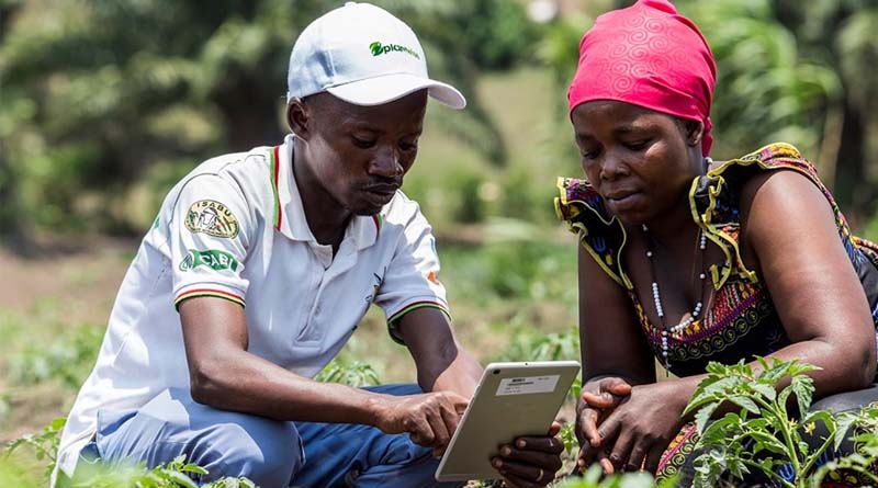 Plantwise programme made considerable progress to help strengthen plant health systems in Burundi