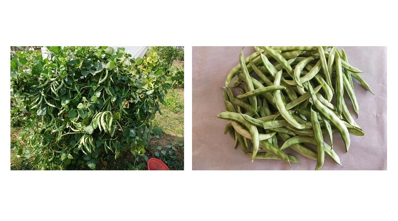 Livelihood security of tribal farmers from Indian bean varieties: ‘Thar Kiran and Thar Ganga’