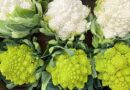 These seven brassica specialties tick the right boxes